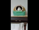 巣の中にいる十姉妹　ショート動画2026 7 3