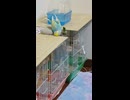 擦り付ける→カキカキ　インコのショート動画2026 7 3