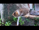 流れる水に夢中すぎる猫ｗｗｗずっと見てるの可愛すぎた