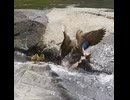 母カモは流された1羽のために戻った【カルガモ親子】