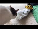ねこ科