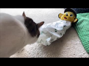 ねこ科