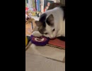いとしのロッツォ