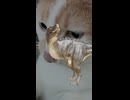 ヌコに恐竜の鳴き方はどうやるのか聞いてみた