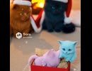 メリークリスマス！！