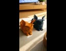 香箱座り