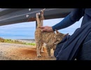 猫島の海沿いで出会った猫、甘えん坊すぎて全然離れてくれないwww