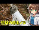 竹林の女王を採って食べる【キヌガサタケ】