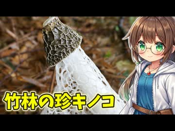 竹林の女王を採って食べる【キヌガサタケ】