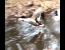 かわしまVlogショート編  2026/1/24石神井公園カモlog