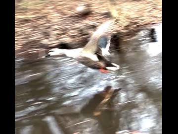 かわしまVlogショート編  2026/1/24石神井公園カモlog