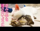 ウチューネコ兄弟、愛しきふたりだけの日々