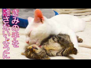 ウチューネコ兄弟、愛しきふたりだけの日々
