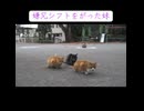 妹愛が強すぎる野良猫兄弟