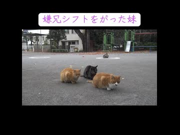 妹愛が強すぎる野良猫兄弟