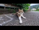 山道で寝てた猫をナデた結果→ゴロンゴロン転がり始めたｗｗｗ