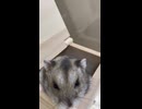 ハムスターのはむちゃん