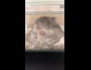ハムスターのはむちゃん