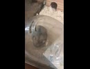 はむちゃん