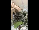 はむちゃん