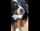保護犬さん