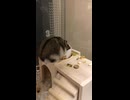 ハムスター