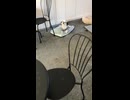 保護犬さん