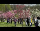 平岡公園梅林における春爛漫の光景 - 2026年5月6日 (Full HD)