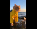 Cat vs Fisherman! Seaside Fishing Comedy with a Totally Unbothered Cat