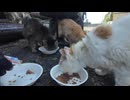 【青島】 高齢化が進む青島の猫たちに高齢猫用のパウチとスープをあげました