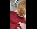 そばに来てくれた猫さんをナデナデ