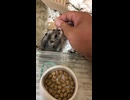 ハムスター
