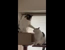 ねっとり