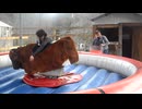 Conkers on the Riding Bull