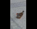 素早く動くキンカチョウ　ショート動画2026 7 4