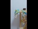 毛繕いインコといんこのおもちゃ　ショート動画2026 7 4