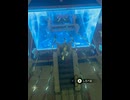【 BotW 】導師ィ・・・出すもの出しな！ ( Monk…Money！ All of it！ )【 ドリカラ 】ショート動画