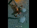 【 BotW 】音は出してないのでセーフ ( It's quiet, he won't wake up )【 ドリカラ 】ショート動画
