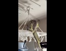 おやすみ朝放鳥