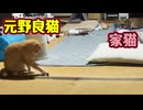 先住猫の おもちゃで遊びだす【元野良猫】