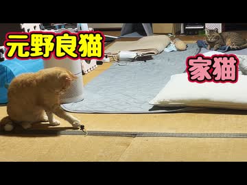 先住猫の おもちゃで遊びだす【元野良猫】