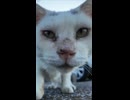 猫同士ではふれあいたいけど人間とは絶対ふれあいたくない白猫