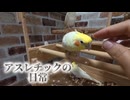 【悲報】インコたちの縄張り争い、ついにカオス化ｗｗｗ