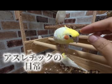 【悲報】インコたちの縄張り争い、ついにカオス化ｗｗｗ