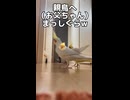 親鳥（お父ちゃん）への愛が重すぎるｗ オカメインコ密着24時