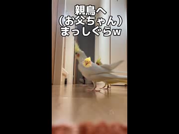 親鳥（お父ちゃん）への愛が重すぎるｗ オカメインコ密着24時