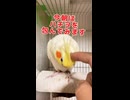 起こすなよ…二度寝に命を懸けるオカメインコの無言の抗議が可愛いｗ