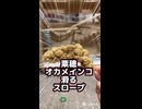 オカメインコ、スロープで滑り台と勘違いする件ｗおやつは粟穂❤️