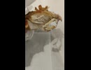 KFCのオリジナルチキン1ピースを食す③
