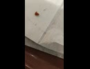 KFCのオリジナルチキン1ピースを食す④